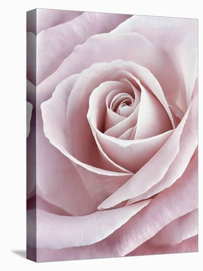 Pink Rose-Cora Niele-Premier Image Canvas