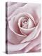 Pink Rose-Cora Niele-Premier Image Canvas