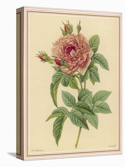 Pink Rose-Pierre-Joseph Redouté-Premier Image Canvas