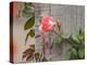 Pink rose-Michael Scheufler-Premier Image Canvas