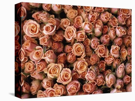 Pink Roses at Albert Kuyp Market-Owen Franken-Premier Image Canvas