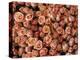 Pink Roses at Albert Kuyp Market-Owen Franken-Premier Image Canvas