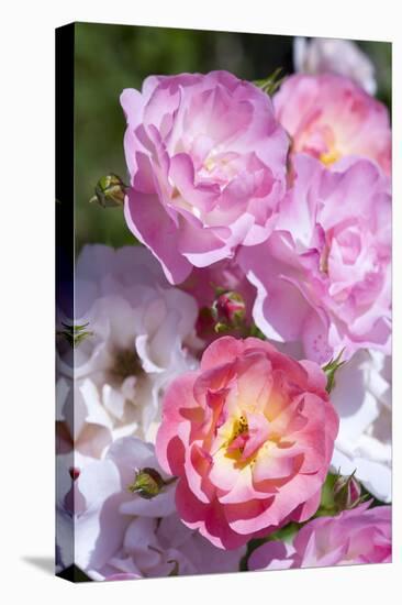 Pink Roses, Close-Up-Brigitte Protzel-Premier Image Canvas