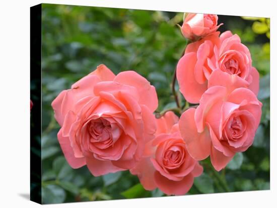 Pink Roses in the Garden-weter777-Premier Image Canvas