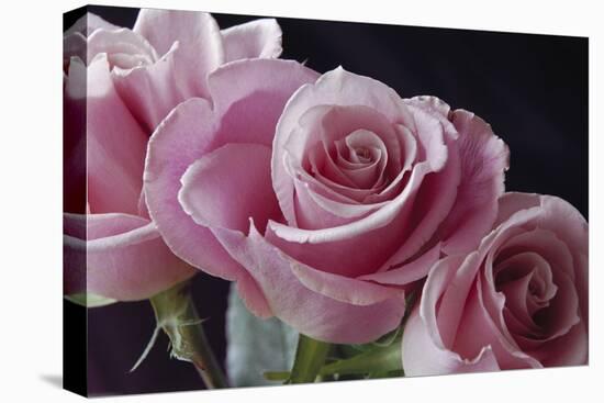 Pink Roses-Anna Miller-Premier Image Canvas