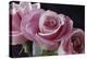 Pink Roses-Anna Miller-Premier Image Canvas