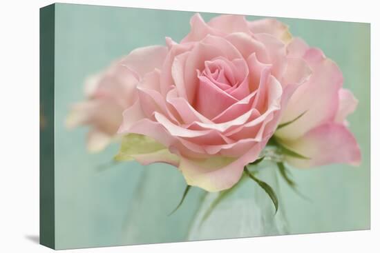 Pink Roses-Cora Niele-Premier Image Canvas