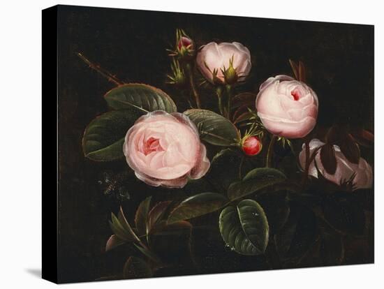 Pink Roses-Johan Laurentz Jensen-Premier Image Canvas