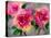 Pink Roses-Victoria Brown-Stretched Canvas