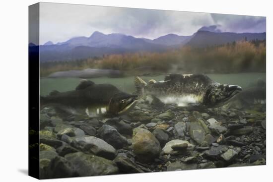 Pink salmon (Oncorhynchus gorbuscha), spawning season, Prince William Sound, Alaska, United States -Ashley Morgan-Premier Image Canvas