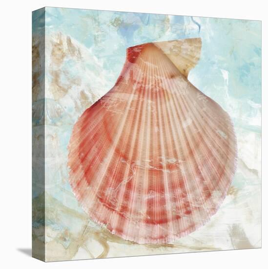 Pink Shell-Aimee Wilson-Stretched Canvas