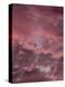 Pink Sky-Design Fabrikken-Premier Image Canvas