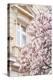 Pink Spring Magnolias in Paris-Carina Okula-Premier Image Canvas