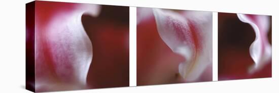 Pink Stargazer Lily Triptych-Anna Miller-Premier Image Canvas