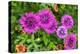 Pink striped zinnia, USA-Lisa Engelbrecht-Premier Image Canvas