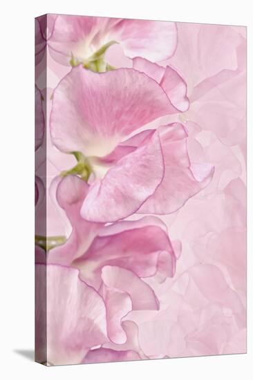 Pink Sweet Peas-Cora Niele-Premier Image Canvas