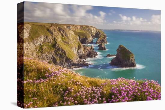 Pink Thrift Flowers, Bedruthan Steps, Newquay, Cornwall, England, United Kingdom-Billy Stock-Premier Image Canvas