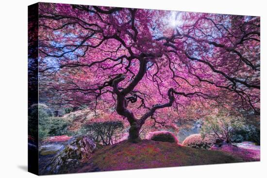 Pink Tree 2-Moises Levy-Premier Image Canvas