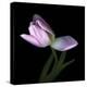 Pink Tulip 3-Magda Indigo-Stretched Canvas