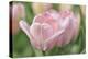 Pink Tulip Baronesse-Cora Niele-Premier Image Canvas