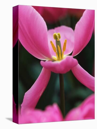 Pink Tulip Close-Up-George Lepp-Premier Image Canvas