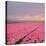 Pink Tulip Fields-Cora Niele-Premier Image Canvas