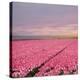 Pink Tulip Fields-Cora Niele-Premier Image Canvas