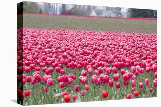 Pink Tulip Hill-Dana Styber-Premier Image Canvas