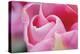 Pink Tulip I-Dana Styber-Premier Image Canvas