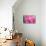 Pink Tulip II-Dana Styber-Premier Image Canvas displayed on a wall