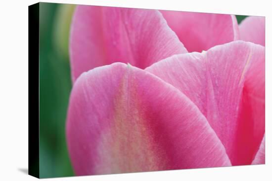 Pink Tulip II-Dana Styber-Premier Image Canvas