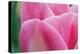 Pink Tulip II-Dana Styber-Premier Image Canvas