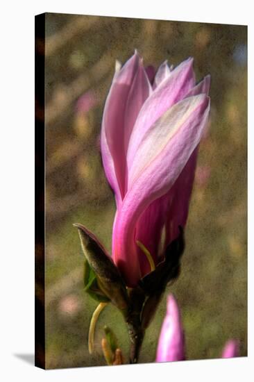 Pink Tulip Tree II-George Johnson-Stretched Canvas