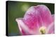 Pink Tulip with Raindrops, Blossom, Close-Up-Brigitte Protzel-Premier Image Canvas