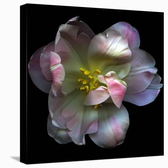Pink Tulip-Magda Indigo-Premier Image Canvas