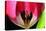 Pink Tulip-Tammy Putman-Premier Image Canvas