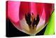 Pink Tulip-Tammy Putman-Premier Image Canvas