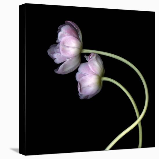 Pink Tulips 10-Magda Indigo-Stretched Canvas