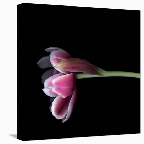 Pink Tulips 11-Magda Indigo-Stretched Canvas
