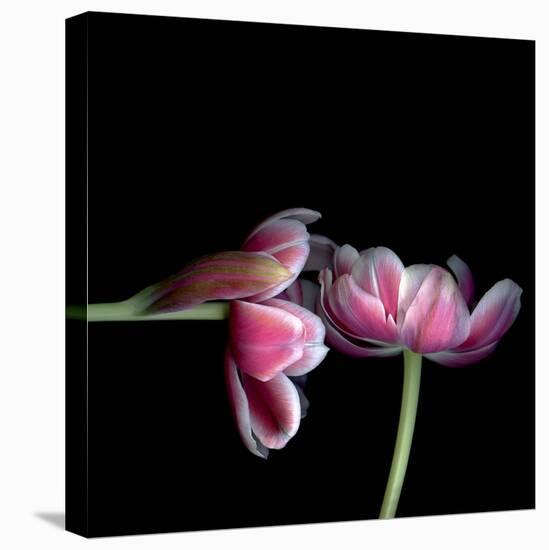 Pink Tulips 12-Magda Indigo-Stretched Canvas