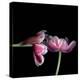 Pink Tulips 12-Magda Indigo-Stretched Canvas