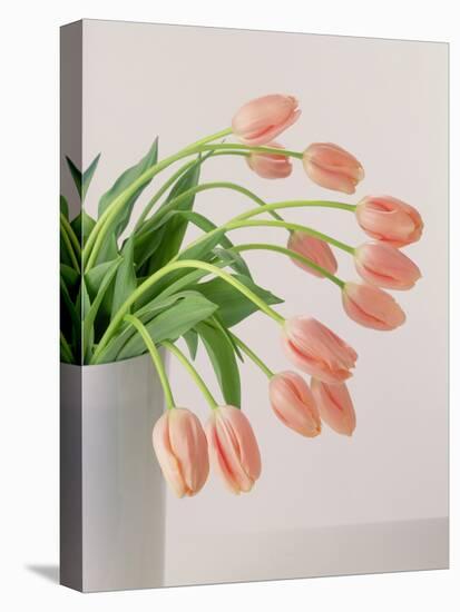 Pink Tulips, 1999-Norman Hollands-Premier Image Canvas