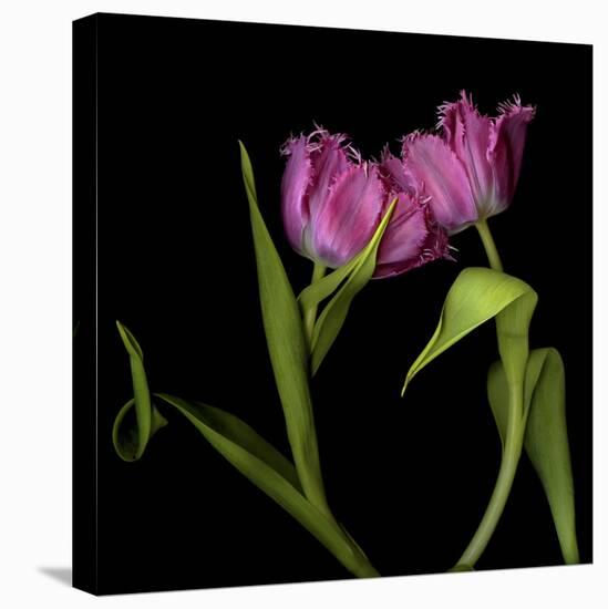 Pink Tulips 1-Magda Indigo-Stretched Canvas