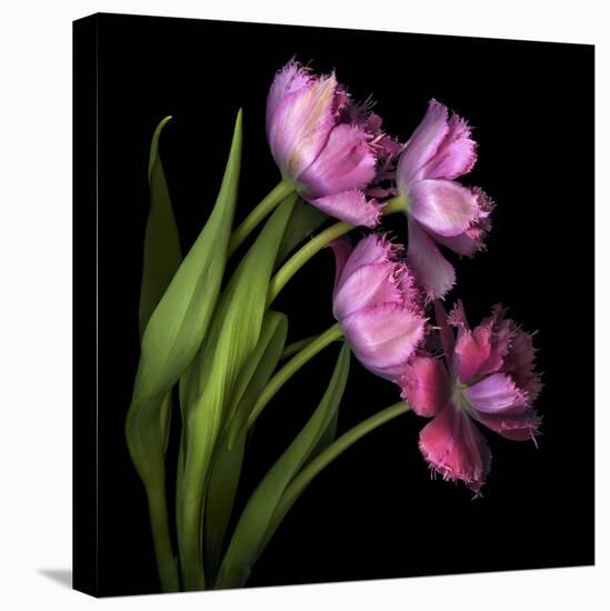 Pink Tulips 2-Magda Indigo-Stretched Canvas