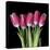 Pink Tulips 3-Magda Indigo-Stretched Canvas