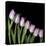 Pink Tulips 4-Magda Indigo-Stretched Canvas