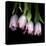 Pink Tulips 5-Magda Indigo-Stretched Canvas