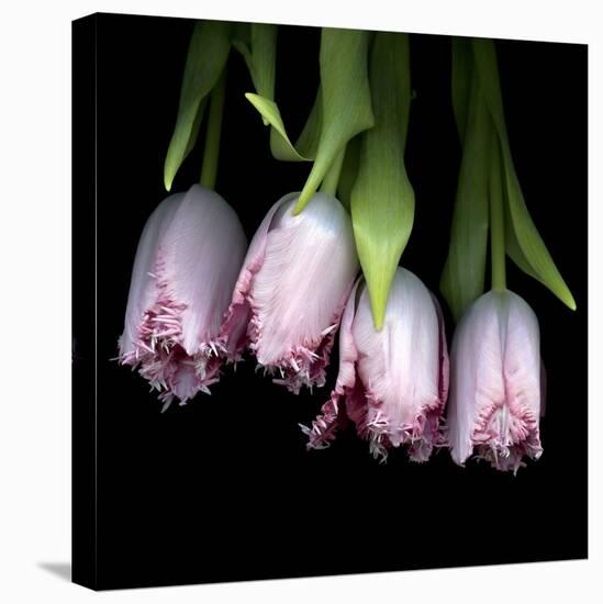 Pink Tulips 5-Magda Indigo-Stretched Canvas