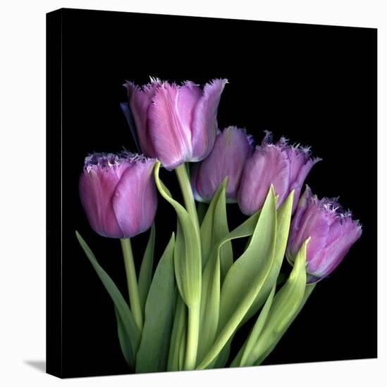 Pink Tulips 6-Magda Indigo-Stretched Canvas