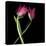 Pink Tulips 9-Magda Indigo-Stretched Canvas